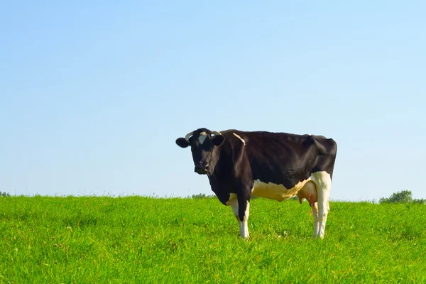 Kuh Auf Der Weide — Stockfoto