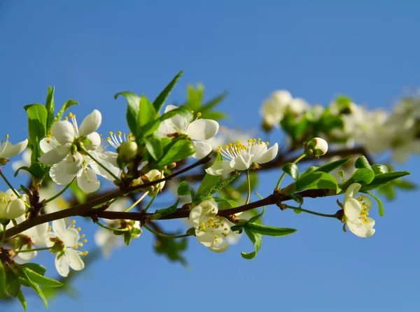Kirschbaumblüten Stockbild