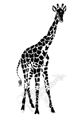 Vector illustration giraffe clipart