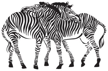 2 zebras clipart