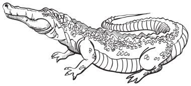 Crocodile clipart