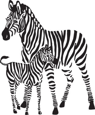 Zebras clipart