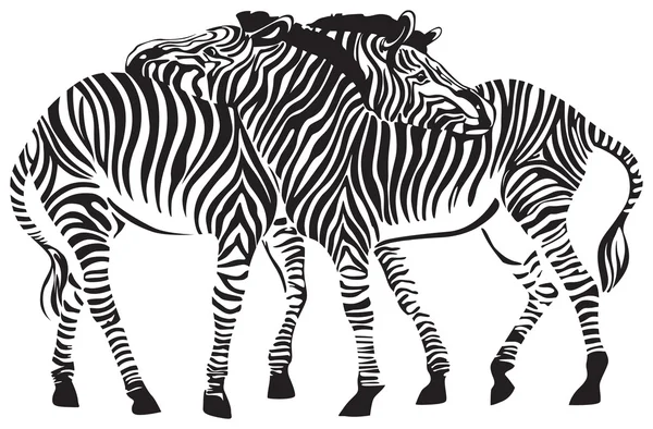2 zebrák — Stock Vector