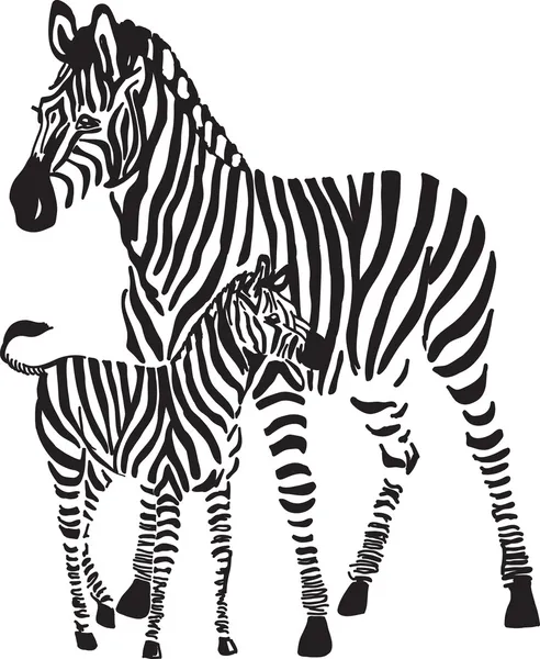 Zebras — Vetor de Stock