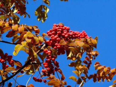 Mountain ash. sonbahar. gökyüzü.