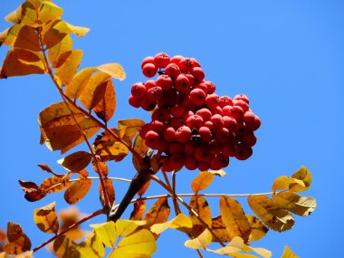 Mountain ash. sonbahar. gökyüzü.