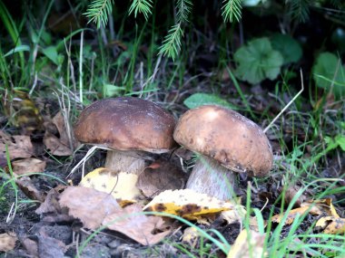 Ceps. bir ağaç mantarı.