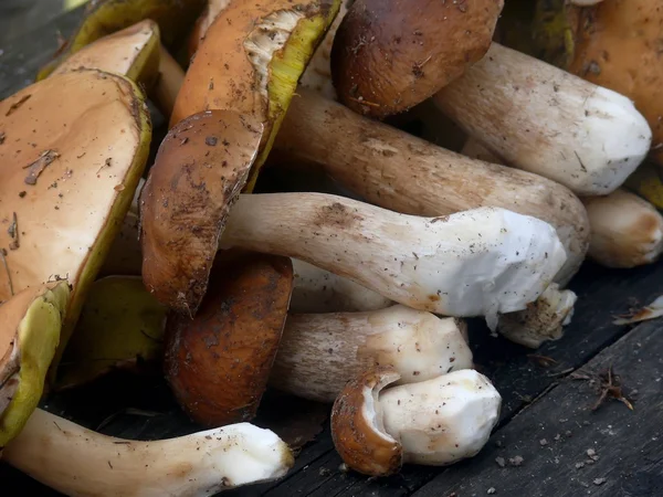 Wood mushrooms. — Stock Photo, Image