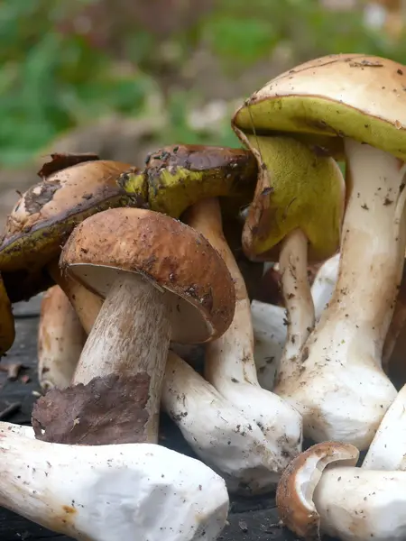 Wood mushrooms. — Stock Photo, Image