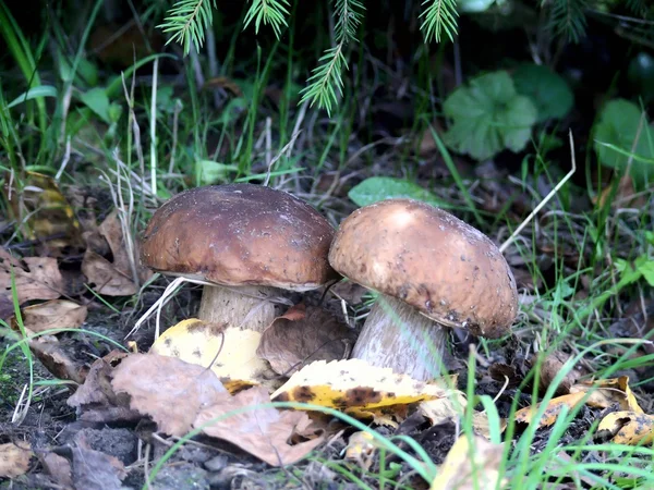 Белые грибы. Древесный гриб . — стоковое фото