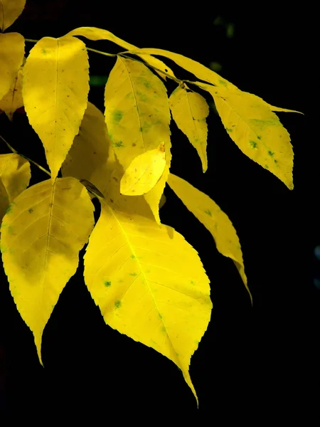 Feuilles d'automne. Des arbres. Texture . — Photo