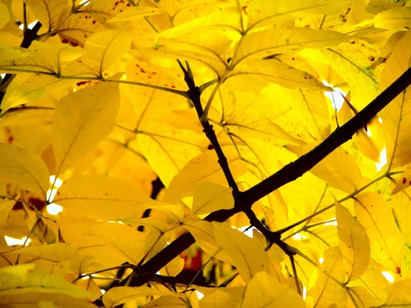 Herbstlaub. Bäume. Textur. — Stockfoto