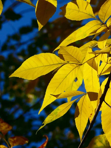 Gula Löv Ett Träd Färg — Stockfoto