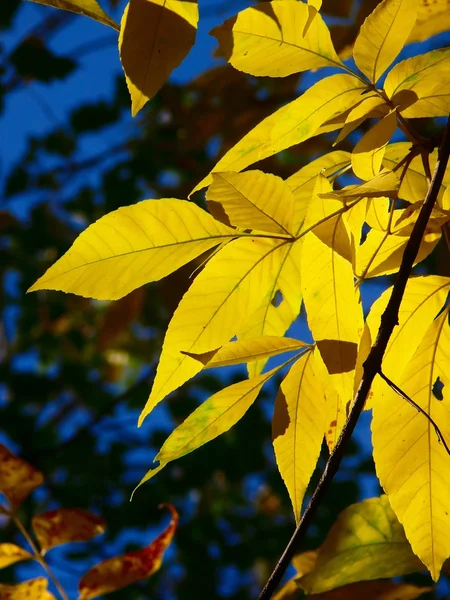 Осіннє листя. Дерева. Текстура . — стокове фото
