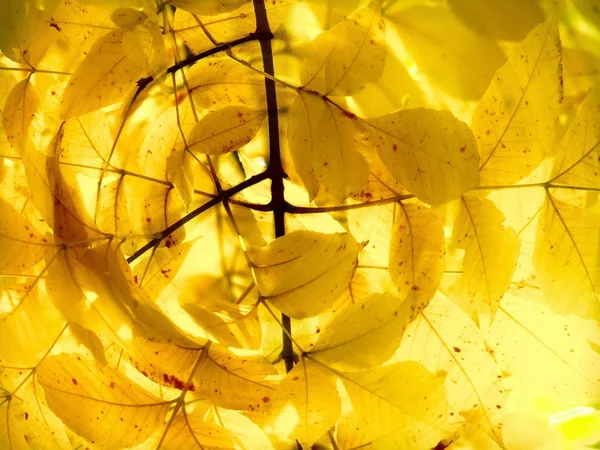 Keltaiset Lehdet Puussa Väri — kuvapankkivalokuva
