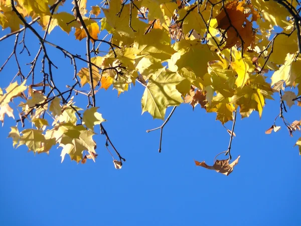 Folhas Amarelas Contra Céu Azul Cor Textura — Fotografia de Stock