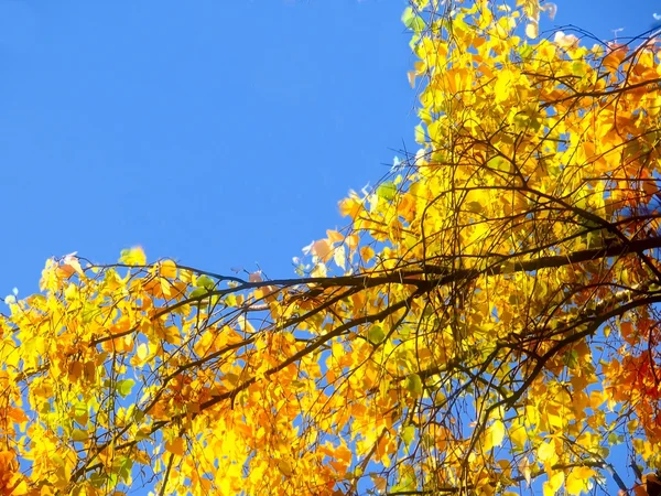 Жовте Осіннє Листя Тлі Блакитного Неба — стокове фото