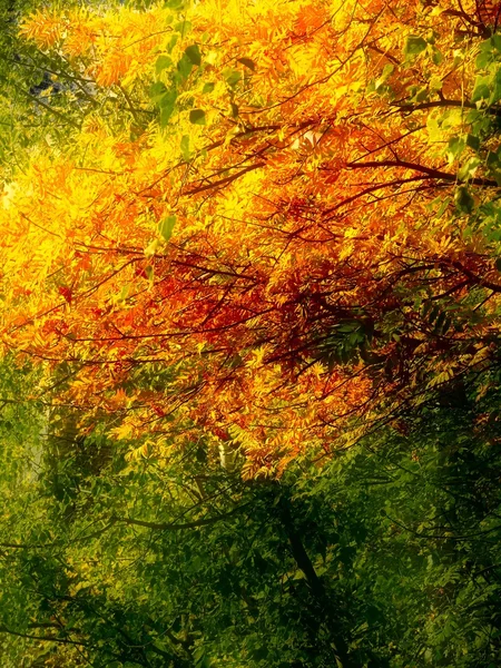Follaje Amarillo Otoño Sobre Árboles Bosque — Foto de Stock