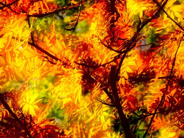 Осіннє листя. мистецтво . — стокове фото