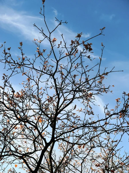 Ramas de árboles. Cielo. Finales de otoño . —  Fotos de Stock