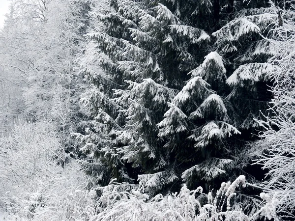 Trees Forest Covered Snow Winter — Stock Photo, Image