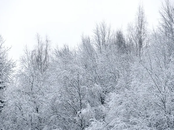 在森林里的树木覆盖着雪 — 图库照片