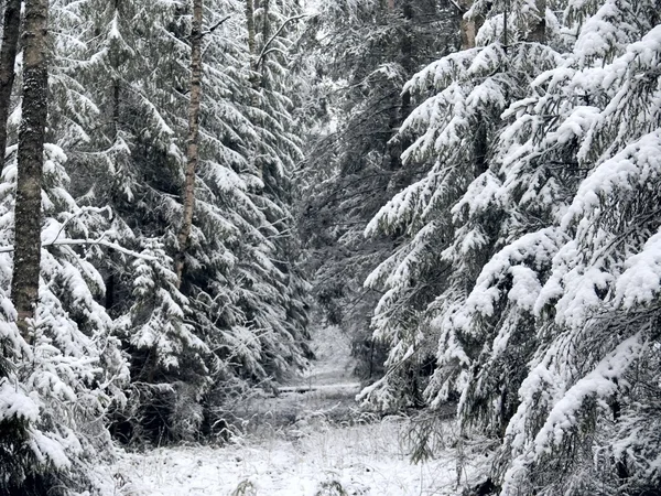 Winter forest. Snow. — Stock Photo, Image