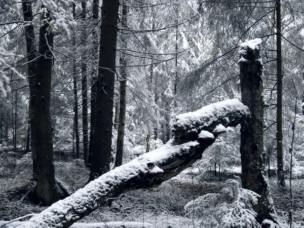 Bosque de invierno. Nieve . —  Fotos de Stock