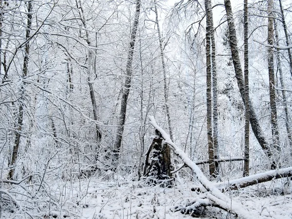 さまざまな国からの硬貨zimní les. sníh. — Stock fotografie