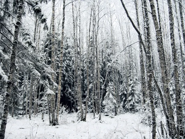 Winter forest. Snow. — Stock Photo, Image