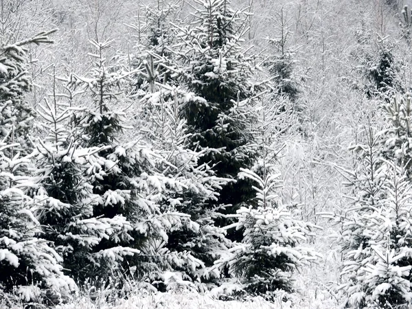 Stromy Lese Pokryté Sněhem Zimní — Stock fotografie
