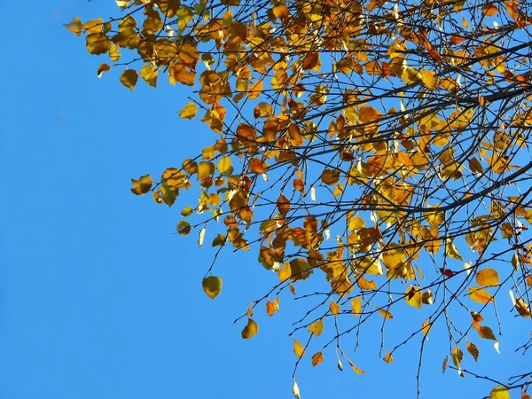 Дерево Гілки Тлі Блакитного Неба Хмари — стокове фото