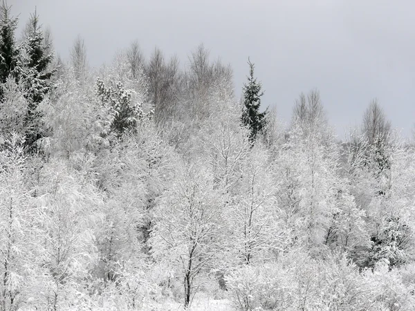 Stock image Winter forest. Snow.