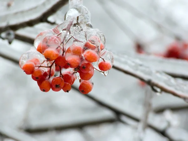 Berries. Ice. Sleet. — Stock Photo, Image