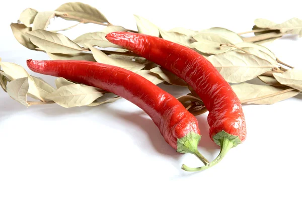 Baljor av peppar och lagerblad gren — Stockfoto