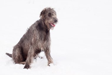 İrlandalı wolfhound