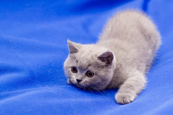 Britanya ile ilgili stenografi mavi kedi yavrusu — Stok fotoğraf