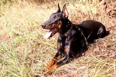 Dobermann yalan