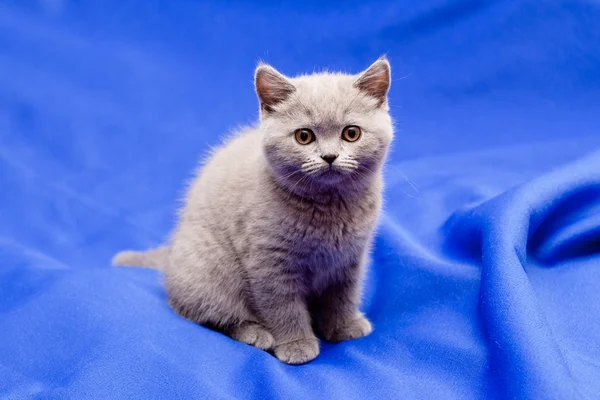 Brytyjski Stenografia niebieski kotek — Zdjęcie stockowe