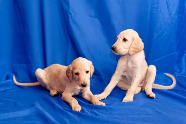 Twee saluki pups — Stockfoto