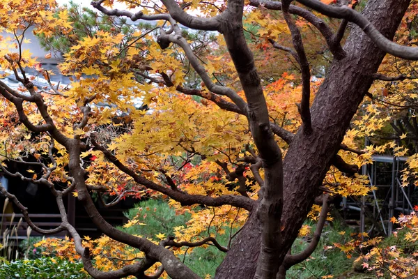 Japonês outono tress — Fotografia de Stock