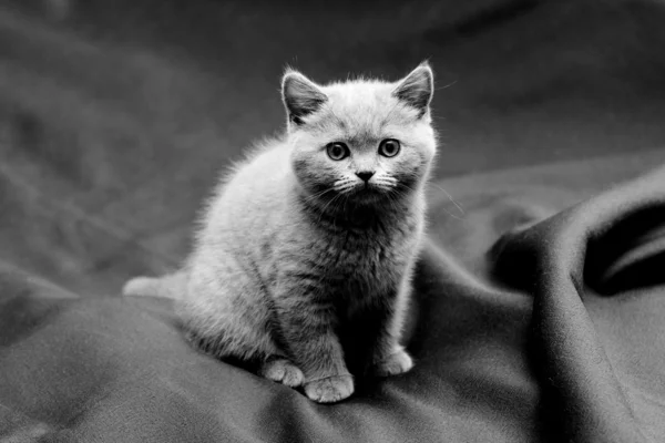 Britânico shorthair azul gatinho — Fotografia de Stock