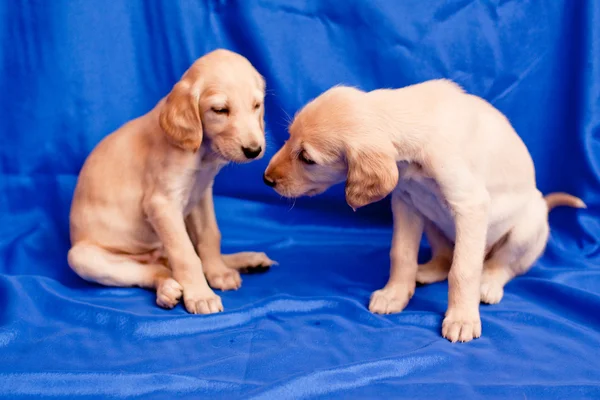 Dois cachorros saluki — Fotografia de Stock