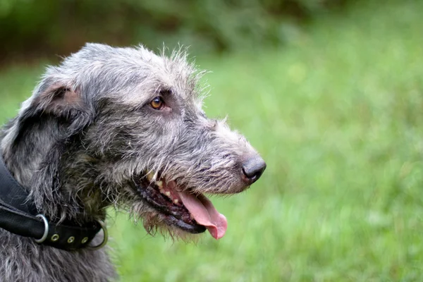 爱尔兰狼狗的肖像 图库照片