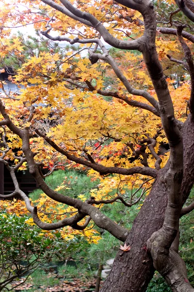Japanse herfst tress — Stockfoto