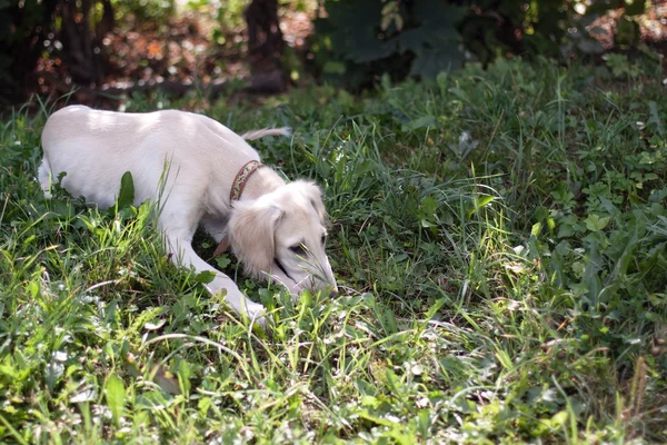 Yalancı köpek yavrusu — Stok fotoğraf