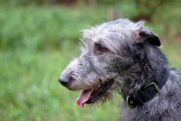 Retrato de cão-lobo irlandês — Fotografia de Stock
