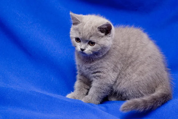 ลูกแมวอังกฤษ — ภาพถ่ายสต็อก