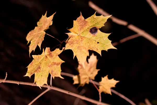 Φύλλα φθινοπώρου — Φωτογραφία Αρχείου