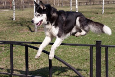 Husky atlama